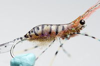 small_sun-light-shrimp-4.jpg