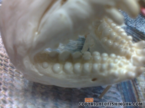 魚牙3.jpg