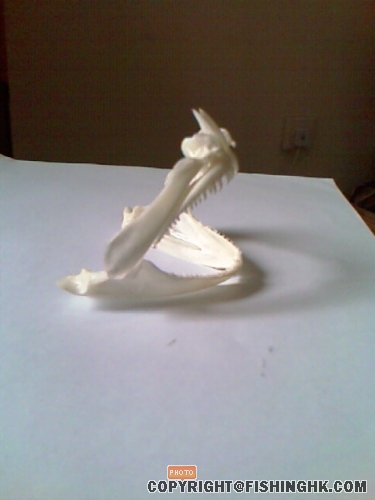 IMAG0100.jpg