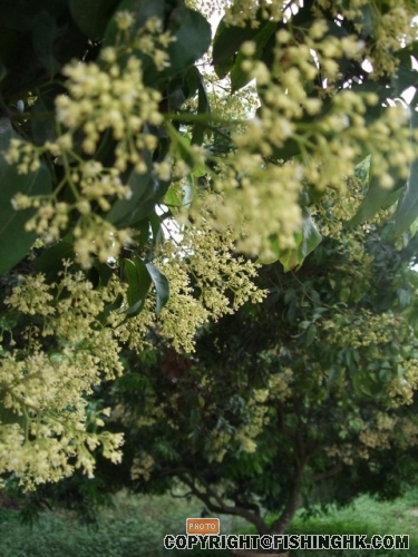 DSCF0444_resize.JPG