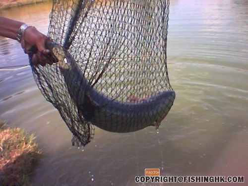 4kg trout.JPG