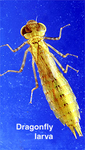 dragonflylarva.jpg