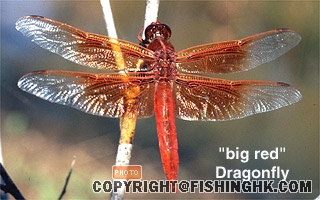 dragonfly.jpg