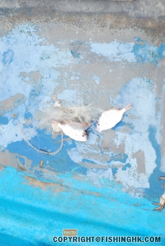 DSC_8145.JPG