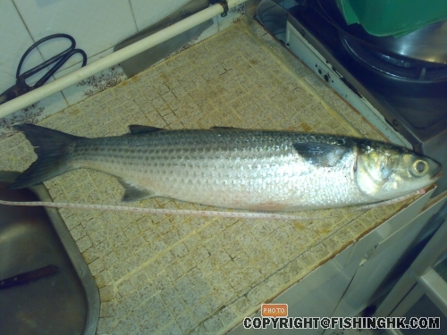 20080425256.jpg
