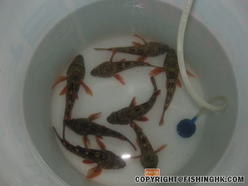見到佢地就諗想煲靚湯