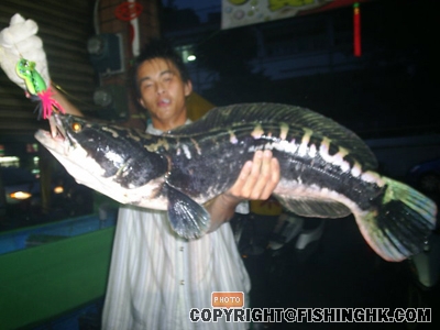 高雄的魚虎
