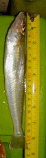 11.JPG
