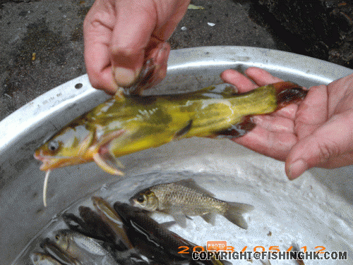IMG_0107.gif