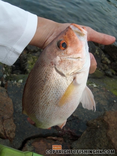 臨落流尾都唔知係條紅魚打中我定我打中條紅魚