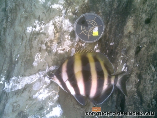 juvenile Moonligher
