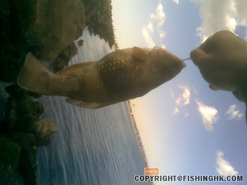 first fish in 3 weeks: rockcod