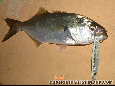 FLAT SARDINE