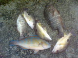 DSC00292.JPG