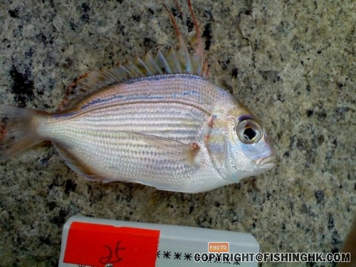 FlagBream.JPG