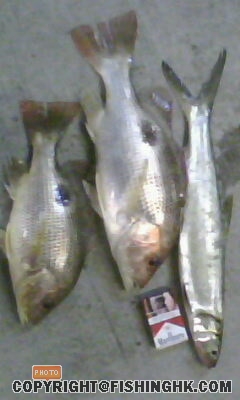 IMG0005A.jpg