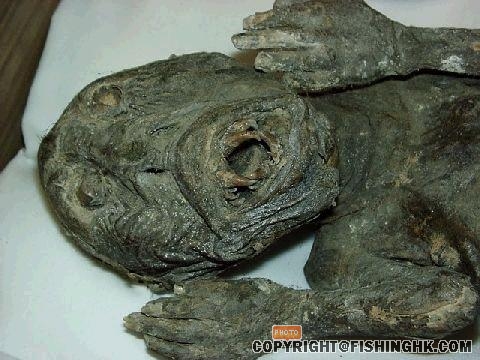 人魚2.JPG