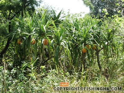 SANY0031.JPG