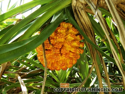 SANY0035.JPG