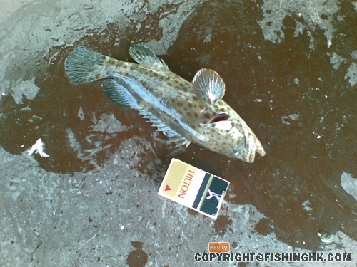 20080406.jpg