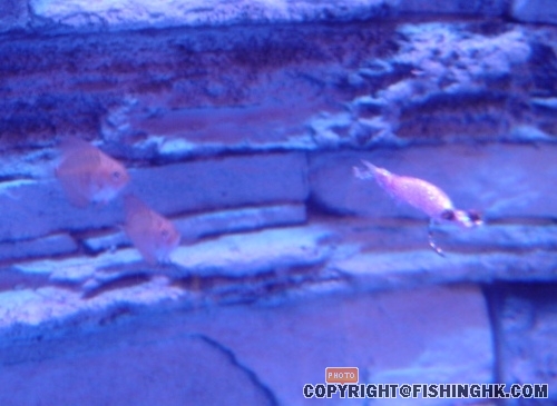 八掛魚仔.JPG