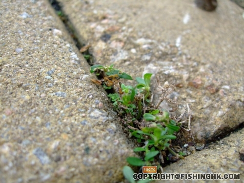 DSCF0671_resize.JPG