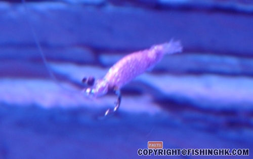 0浮力追流.JPG