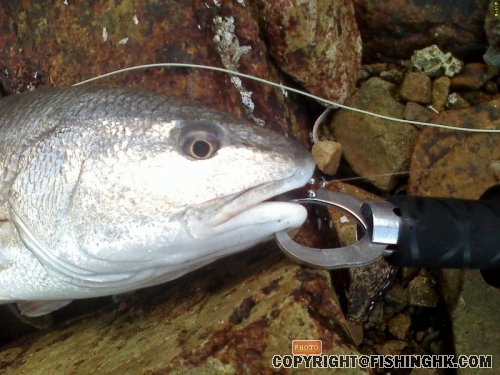 080705 Redfish 02a.JPG