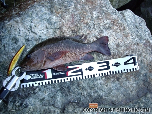 31 cm