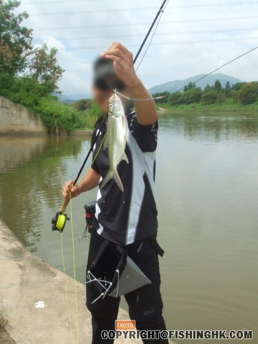 小鰱