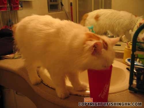 最鍾意入廁所飲水喉水