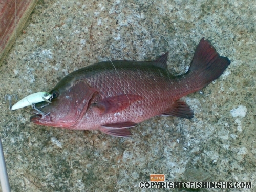 50cm_fish.JPG