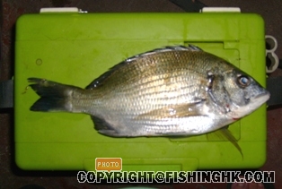 吊鐘洲-輕標10-4-07.JPG