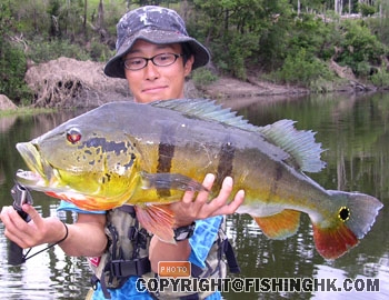 peacock bass