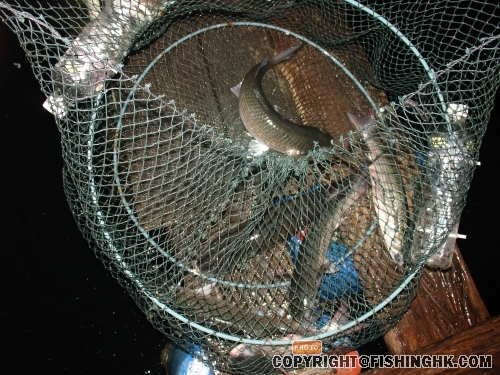 部入魚獲