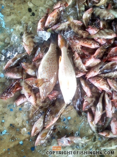 幫C HING 補回相!