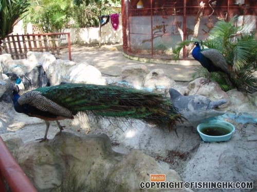 Peacock
