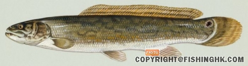 Amia_calva1.jpg