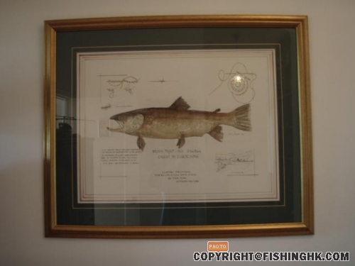 My Brown Trout