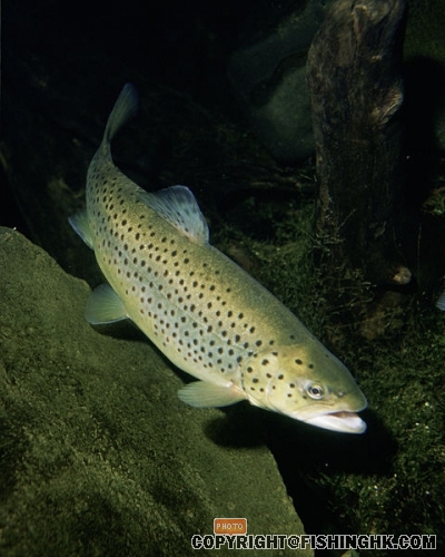 Brown Trout