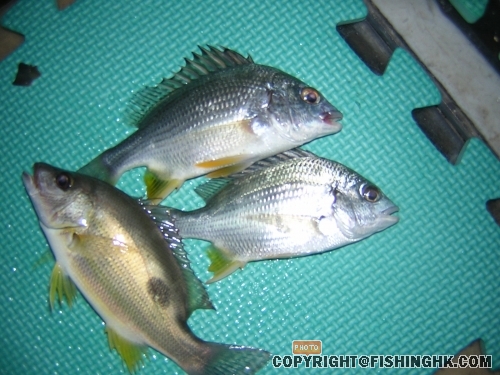 DSCN5117.JPG
