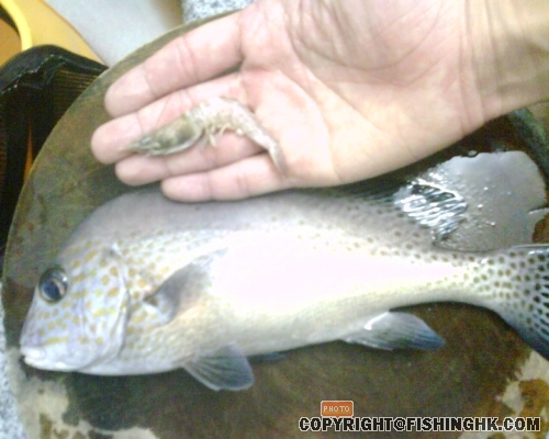 佢就係貪食呢隻咁上下大既赤米而中招