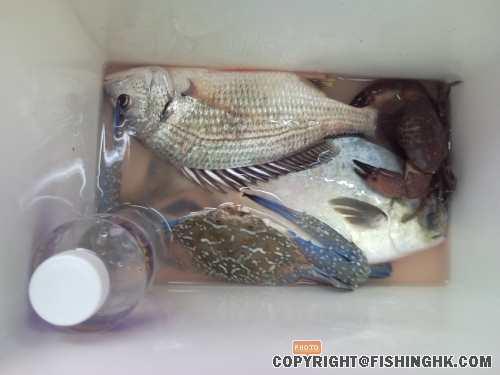 四小時既魚獲,(斤頭倉 , 磅頭立 , 半斤花蟹 , 隻唔知咩來 - -)