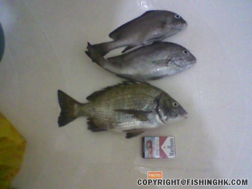 三條較大的魚獲
