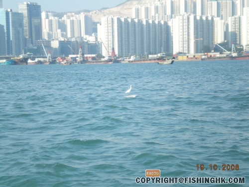 海水一隻小白鷺。