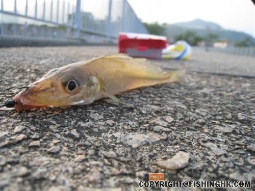 照片 081 (Small).jpg