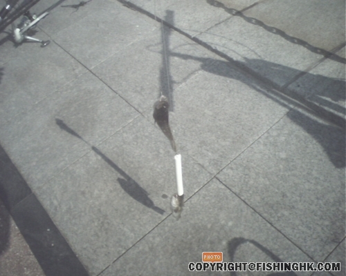 IMG0315A.jpg