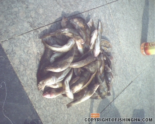 IMG0322A.jpg