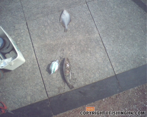 IMG0319A.jpg