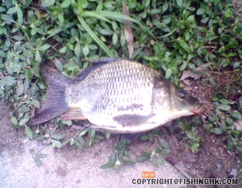又肥又短身既 ''金魚型''鯉魚仔~~